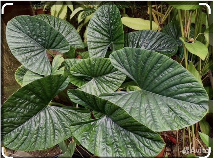 Алоказия синуата (клубни)