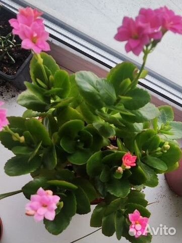 Каланхоэ цветущий