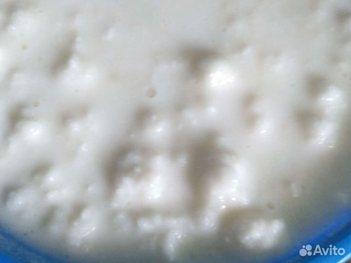 Кефирный тибетский молочный гриб