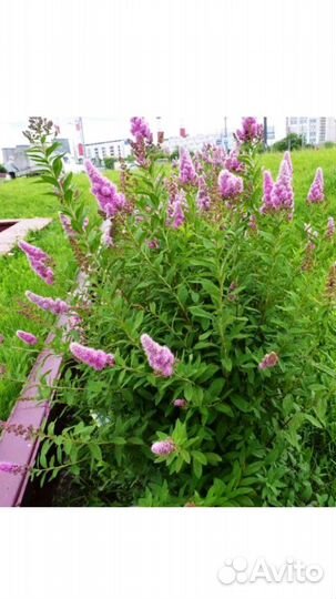 Миндаль,Спирея, Пузыреплодник, Можжевельник