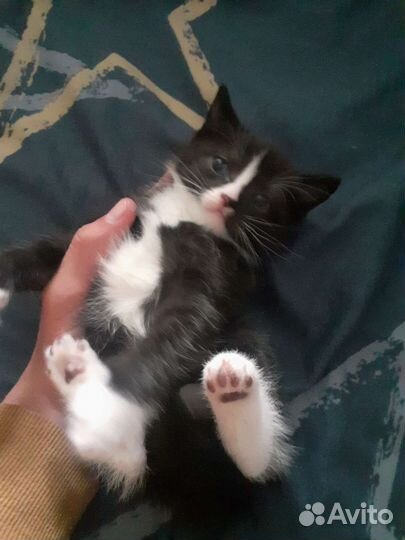 Котята в добрые руки бесплатно