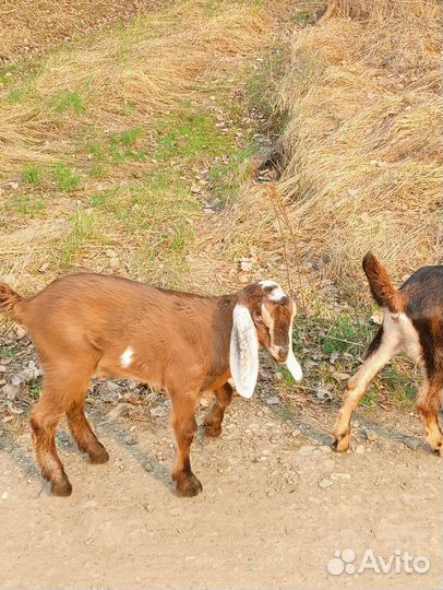 Коза альпо-чешская