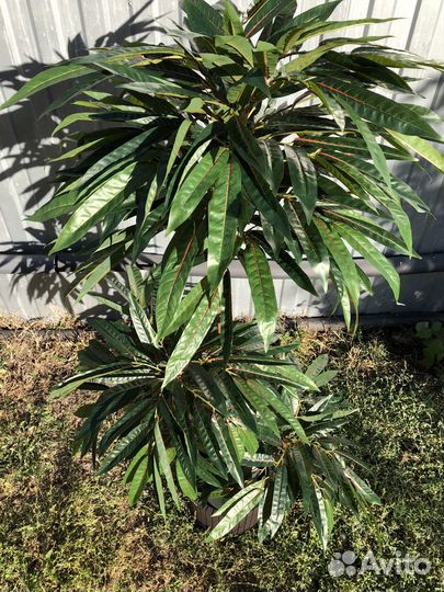 Манго интерьерный