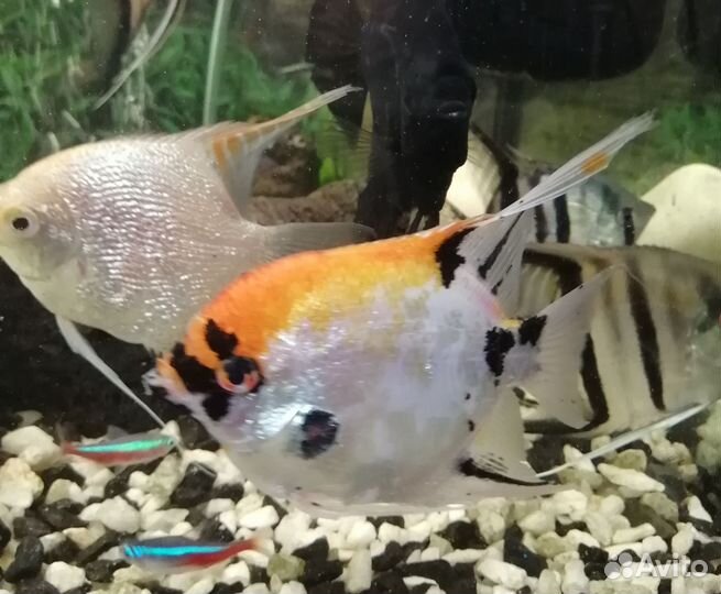 Аквариумные рыбки-скалярии кои, гуппи