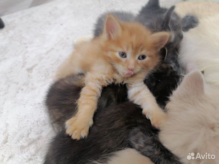 Котята в добрые руки