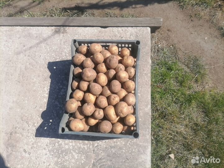 Семенной картофель