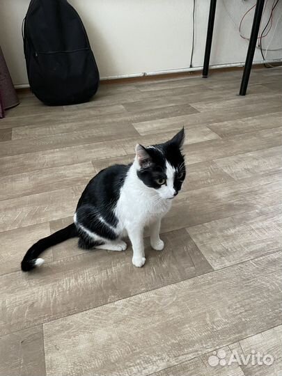 Черно белая кошка