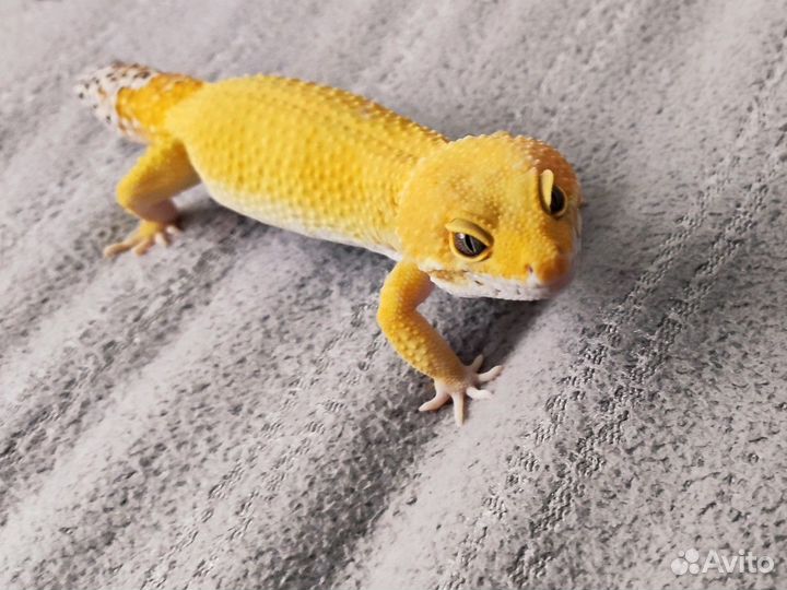 Эублефар самец на вязку