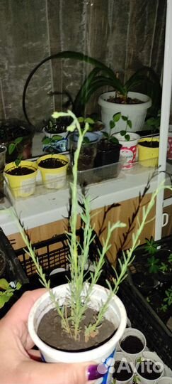 Лён садовый