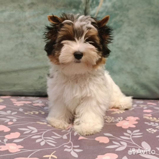 Красивый щенок