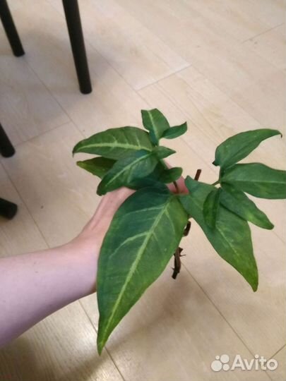 Комнатные растения