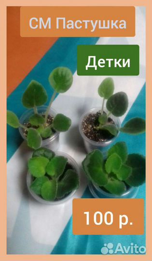 Фиалка сортовая