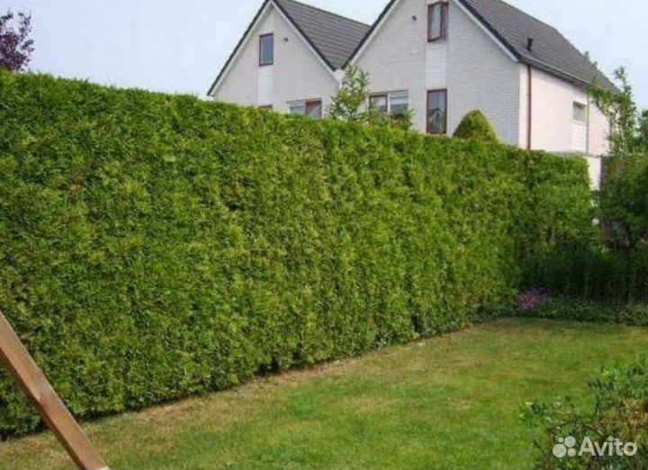 Туя для изгороди