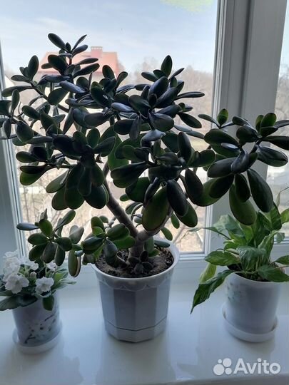 Денежное дерево