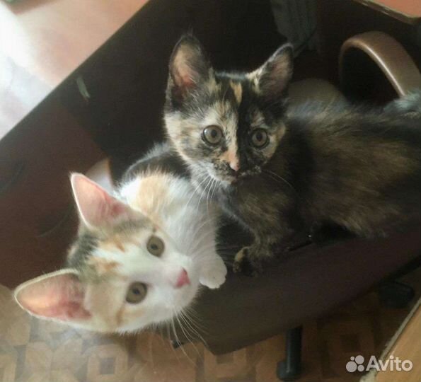 Красотки для самых лучших хозяев