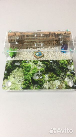 Муравьиная ферма с муравьями и доставкой