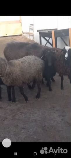 Баран 2 ярки и 2 ягнёнка