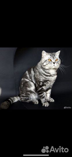 Шотландская