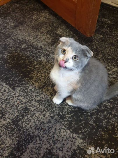 Продам котят шотландской вислоухой