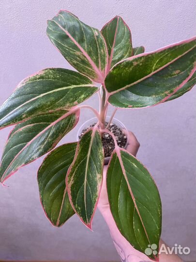 Комнатные цветы растения