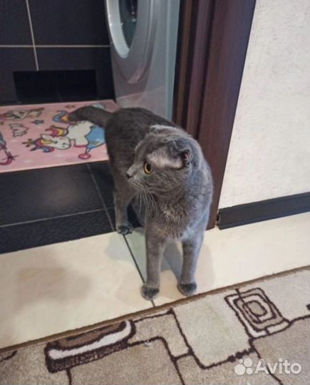 Британская вислоухая кошка