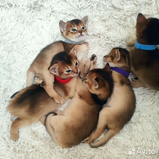 Абиссинские кошки
