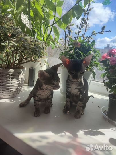 Донской сфинкс котята