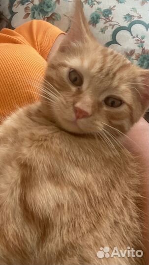 Отдам котёнка, мальчик, 6 мес