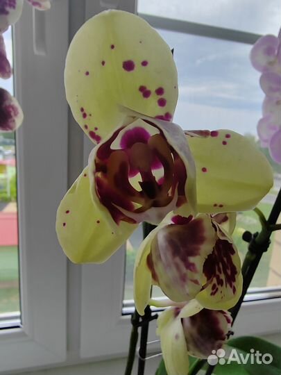 Орхидея фаленопсис Альбуфейра пелор