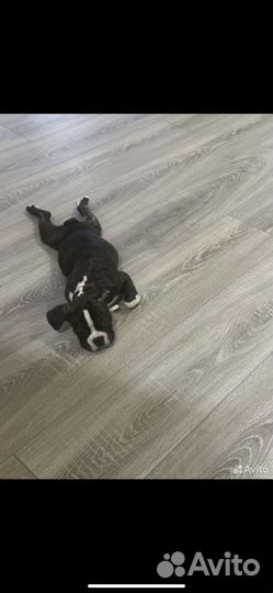 Бостон терьер