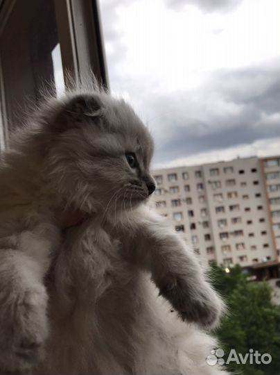 Персидские котята