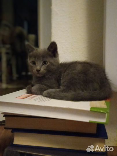 Котенок мальчик серый