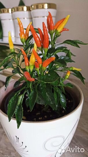 Перец Многолетний Острый 3 см Комнатный Сад