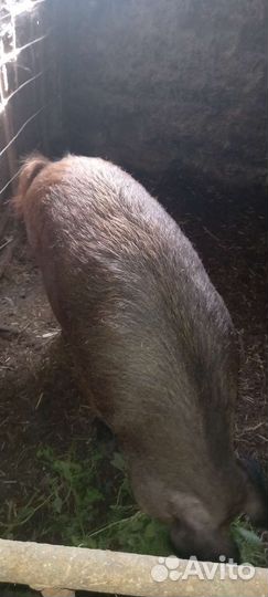 Свиноматка