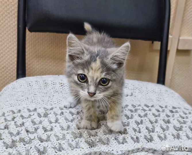 Алиса - светлая котенок-девочка, 