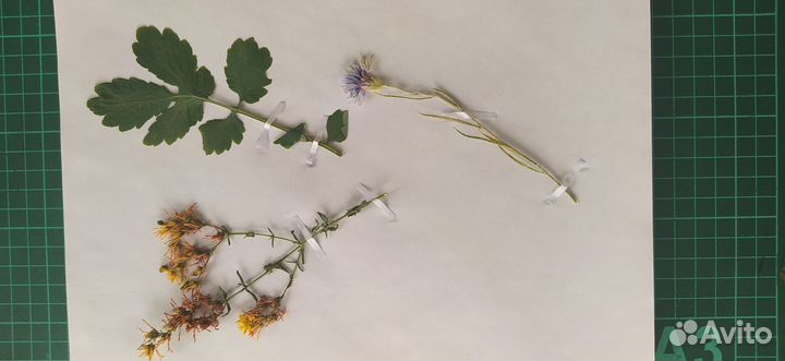 Гербарий, сухоцветы