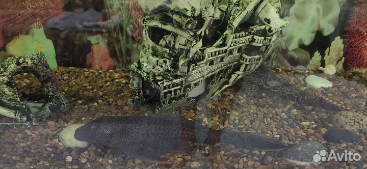 Аквариум с тумбой 240л