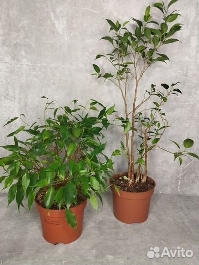 Фикусы на подарок