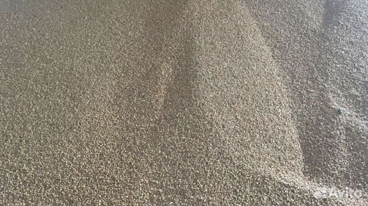 Кукуруза на корм