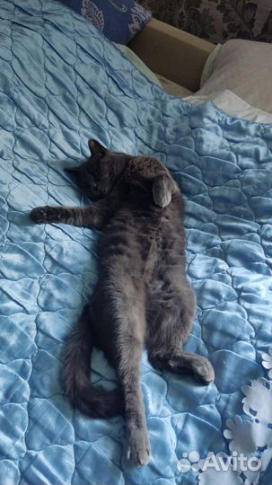 Кошечка в добрые руки