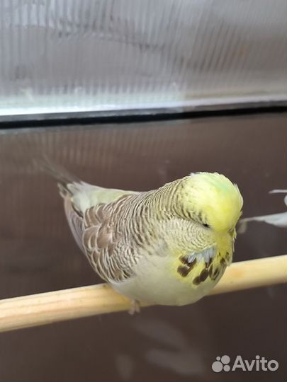 Попугай ввп чех