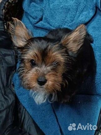 Вязка Йоркширский терьер