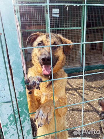 Собака в добрые руки, Бурбон