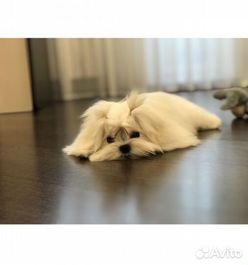 Мини мальчик мальтезе