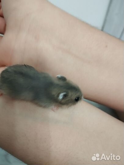 Джунгарский хомяк