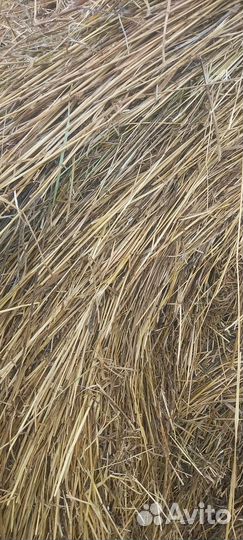 Продам сено в рулонах
