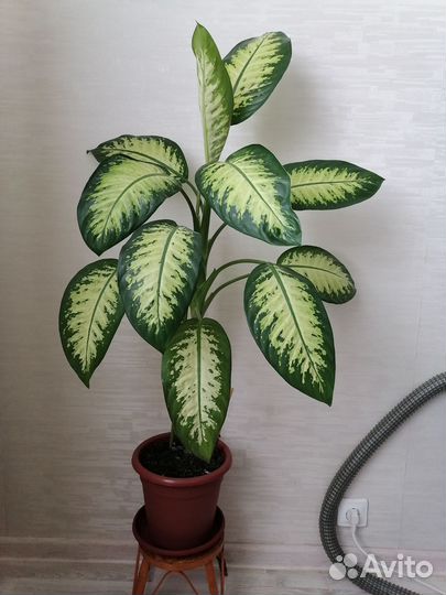 Диффенбахия