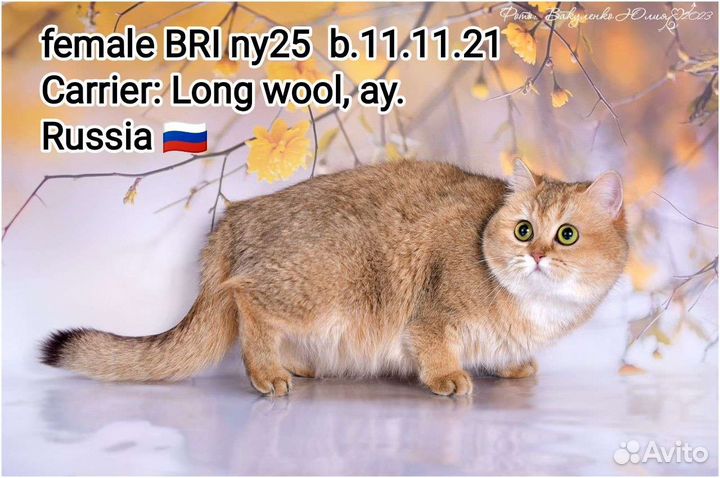 Леди Золотые девочки bri ny11, 25