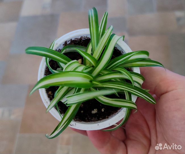 Хлорофитум кудрявый