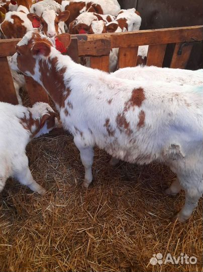 Телята доставка